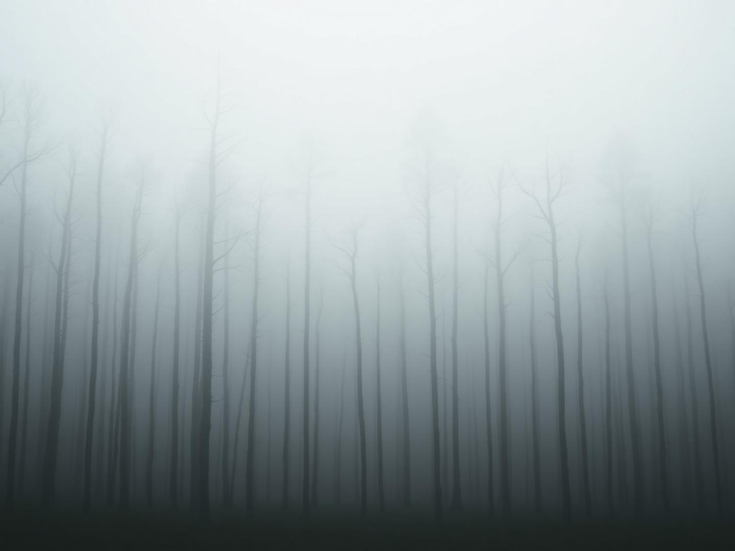 Misty forest at dawn